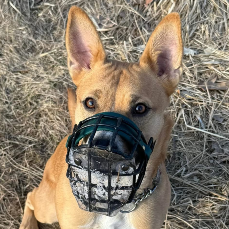 Vinyl Snap-On Scavenger Guard for Muzzles — Big Snoof Dog Gear
